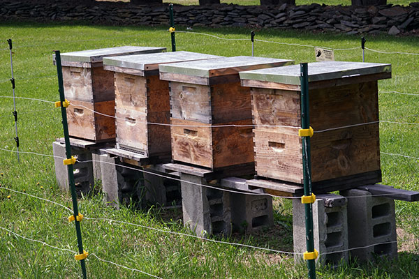 Beehives in the herb garden at Enfield Shaker Museum in Enfield, New Hampshire.