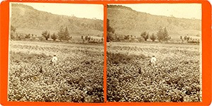 Stereoview of Enfield, NH Shaker Village - Joseph Joslin stands in in a field of parsnips at North Family.
