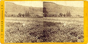 Stereoview of Enfield, NH Shaker Village - Joseph Joslin stands in in a field of parsnips at North Family.