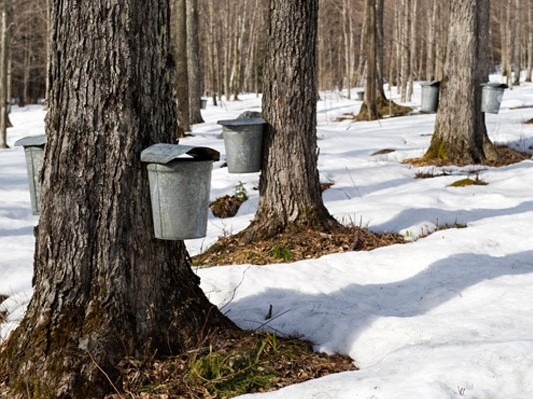 Collecting Sap from New Hampshire Maple Trees