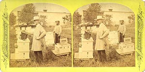 Stereoview of Canterbury, NH Shaker Village - Hives and Bees.
