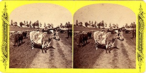 Stereoview of Canterbury, NH Shaker Village - Herd of Cattle.