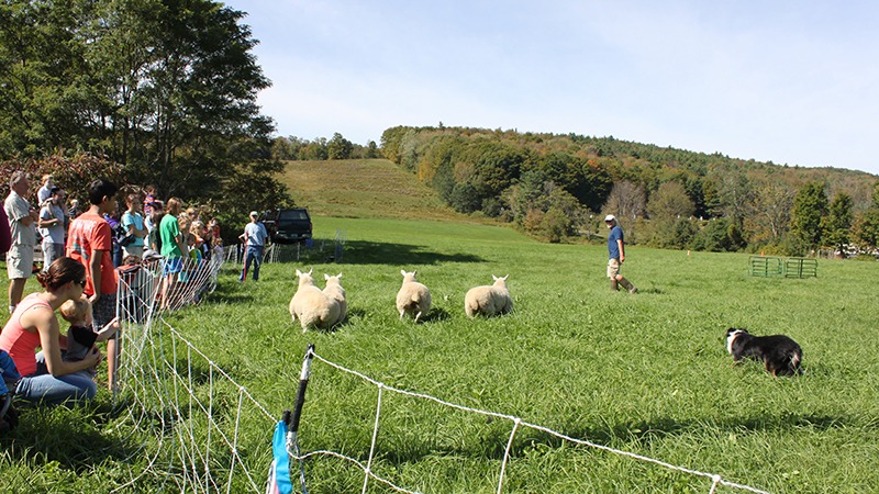 Sheep Herding Demonstration enfield Shaker Museum