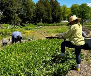 Gardening at Enfield Shaker Museum Gardening at Enfield Shaker Museum