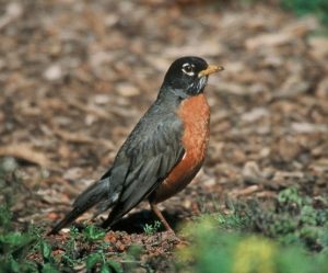 Photo of an American Robin