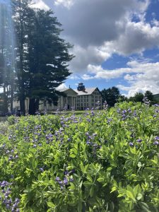 Baptisia in bloom